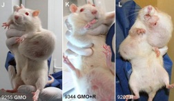 Rats fed GMO's